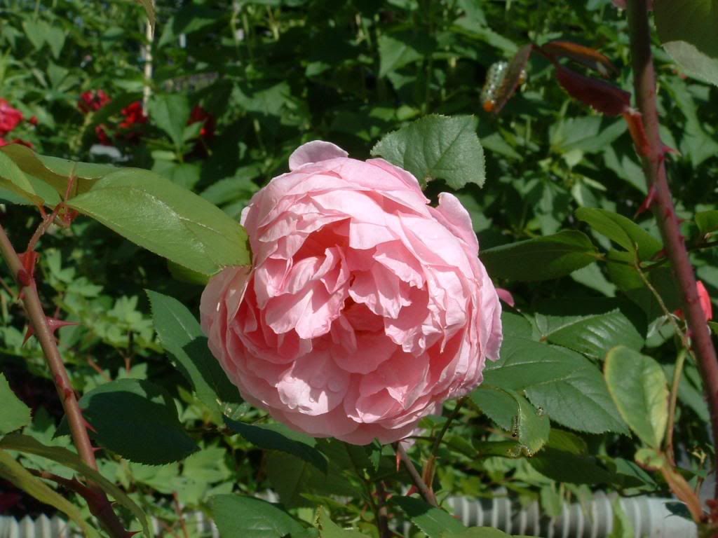 The Reeve photo 039_zps7b748601.jpg